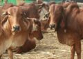 Indian Cow Milk : A Nutritional Powerhouse with Cultural Significance