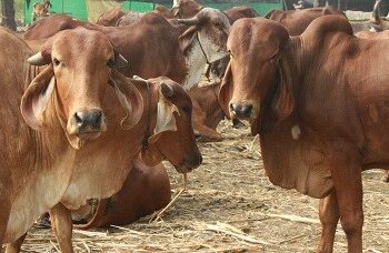 Indian Cow Milk : A Nutritional Powerhouse with Cultural Significance
