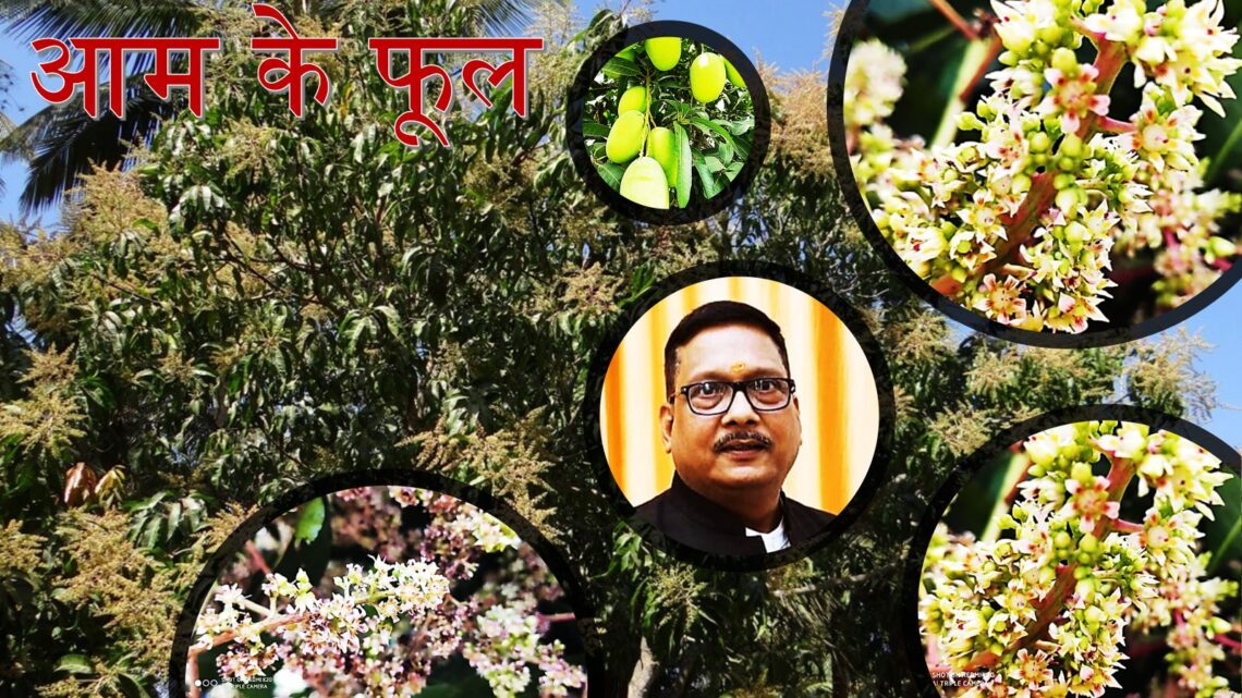 उत्तर भारत में आम के फूल खिलने से पूर्व एवं खिलने के दौरान की प्रक्रिया को प्रभावित करने वाले प्रमुख कारक