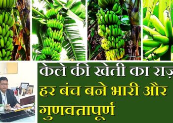 केले की खेती में सर्वोत्तम उत्पादन और गुणवत्ता प्राप्त करने के लिए उचित प्रबंधन तकनीकों का पालन अनिवार्य