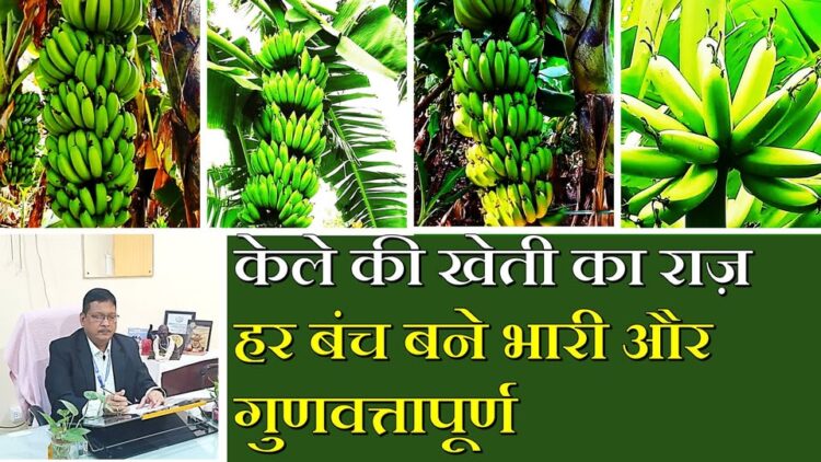 केले की खेती में सर्वोत्तम उत्पादन और गुणवत्ता प्राप्त करने के लिए उचित प्रबंधन तकनीकों का पालन अनिवार्य