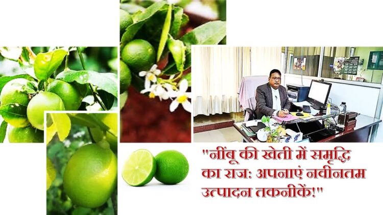 नींबू की बंपर उत्पादन के लिए वैज्ञानिक विधियों और उचित प्रबंधन उपायों का पालन अनिवार्य