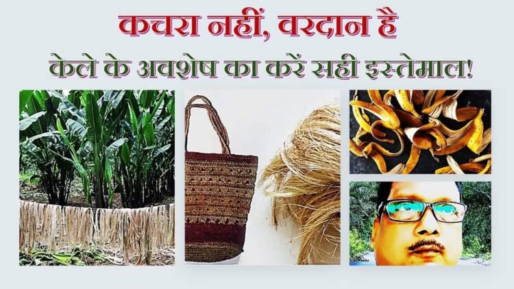 “कचरा नहीं, वरदान है – केले के अवशेष का करें सही इस्तेमाल!” डॉ एस के सिंह