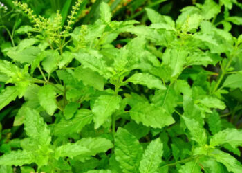 तुलसी की खेती : कम उपजाऊ भूमि में भी मुनाफे का अवसर