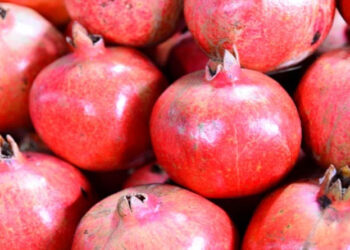 भारत से ऑस्ट्रेलिया को प्रीमियम अनार की पहली वाणिज्यिक समुद्री शिपमेंट सफल