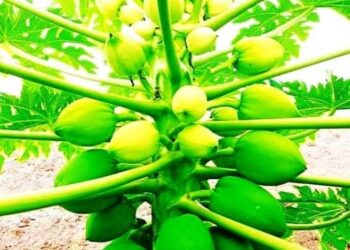 किसान पपीता की खेती की ओर आकर्षित, कम लागत में अधिक मुनाफा