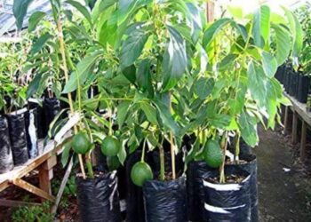 एवोकाडो फार्मिंग: उच्च मांग और मुनाफे के साथ लाभदायक कृषि