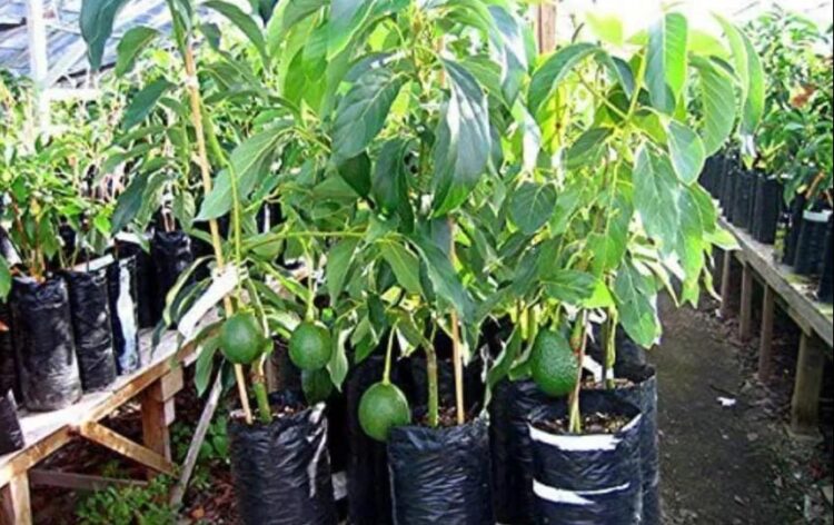 एवोकाडो फार्मिंग: उच्च मांग और मुनाफे के साथ लाभदायक कृषि