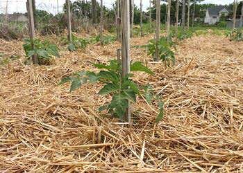 मलचिंग : मिट्टी के स्वास्थ्य और फसल विकास को बढ़ाने की आधुनिक तकनीक
