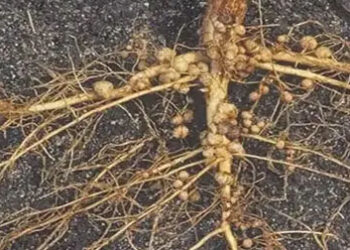 राइजोबियम : नाइट्रोजन स्थिरीकरण में अहम भूमिका निभाने वाला जीवाणु