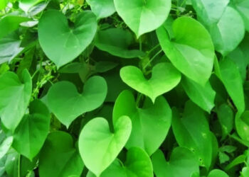 गिलोय पर वैज्ञानिक शोध में 376% की वृद्धि, आयुष मंत्रालय ने जारी किया तकनीकी डोजियर