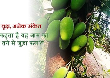 आम का मुख्य तने से जुड़ा फल क्या संकेतों को दर्शाता है ?