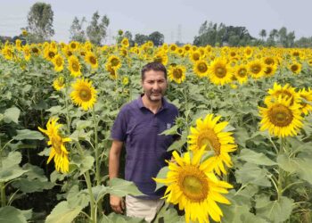 Sunflowers Shine Beyond Beauty: A Growing Force in Agriculture and Sustainability