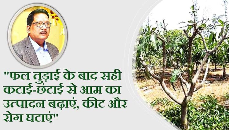 फल तुड़ाई के बाद सही कटाई-छंटाई से आम का उत्पादन बढ़ाएं, कीट और रोग घटाएं