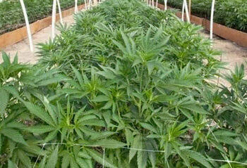 उत्तराखंड में भांग (Hemp) की वैध खेती: जानिए किसानों और कंपनियों को कैसे मिलेगा लाइसेंस और क्या हैं सरकार के सख्त नियम