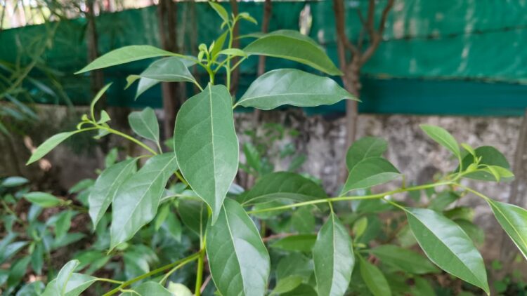 कपूर का पेड़: घर के आसपास प्रकृति का सुगंधित वरदान